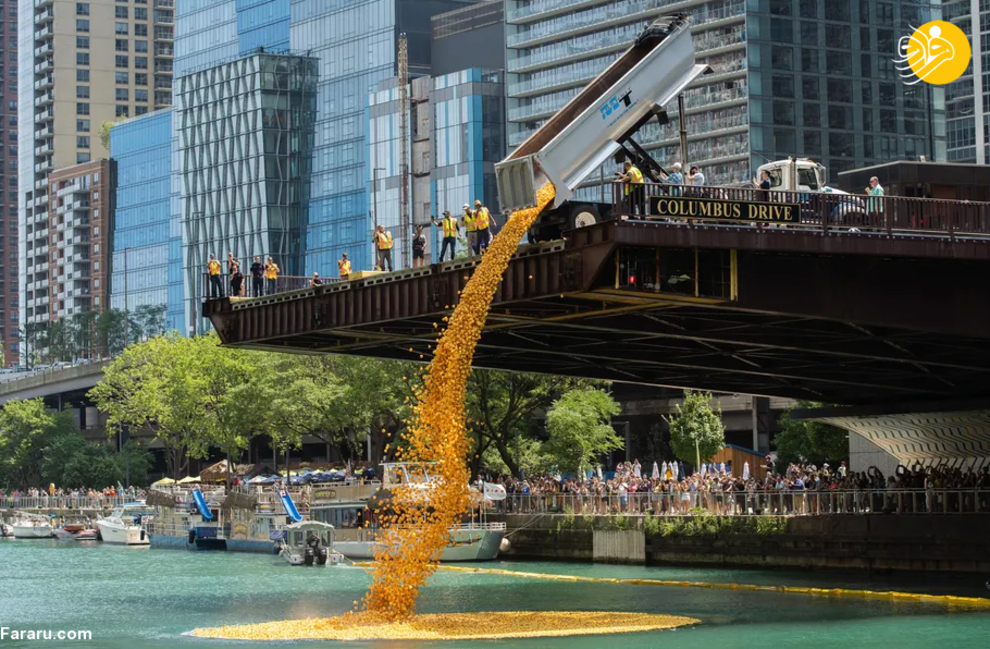 مسابقه عجیب اردک های پلاستیکی در شیکاگو+عکس