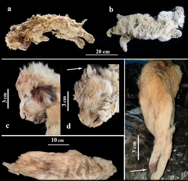 کشف اجساد ۲ توله شیر عصر یخبندان که موهایشان نیز حفظ شده است
