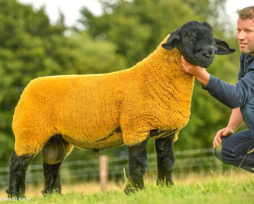 گوسفند طلایی رکورد قیمت را شکست+عکس