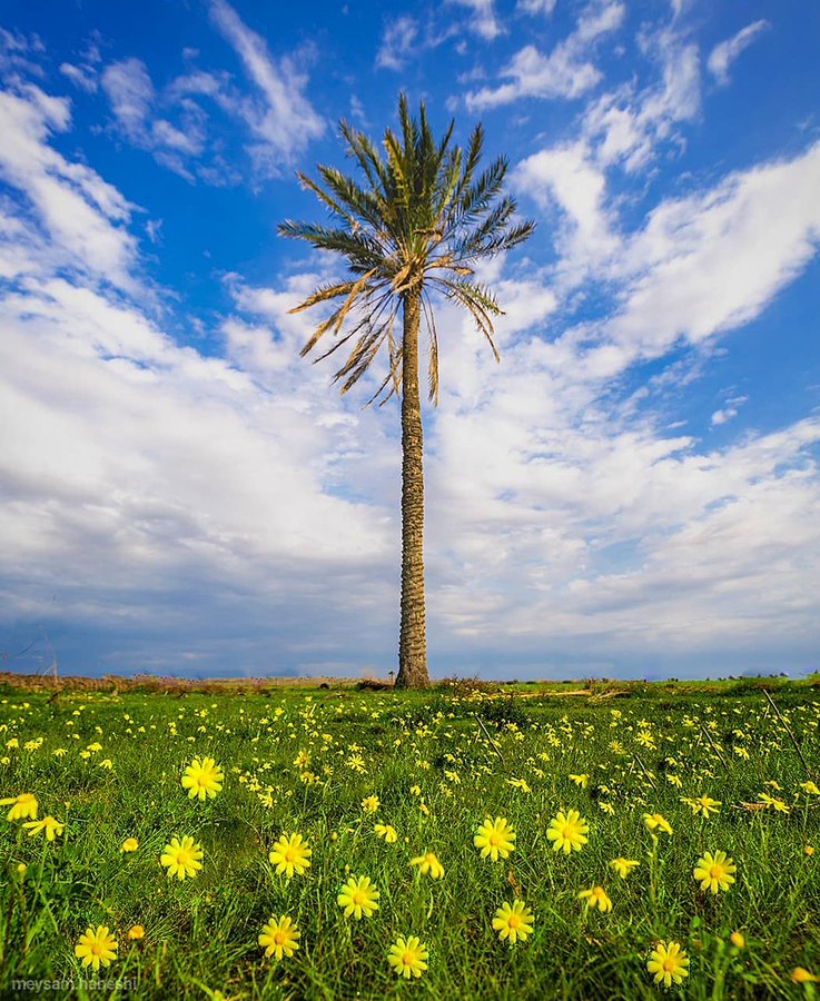 تصویر دیدنی از تنگستان بوشهر+عکس