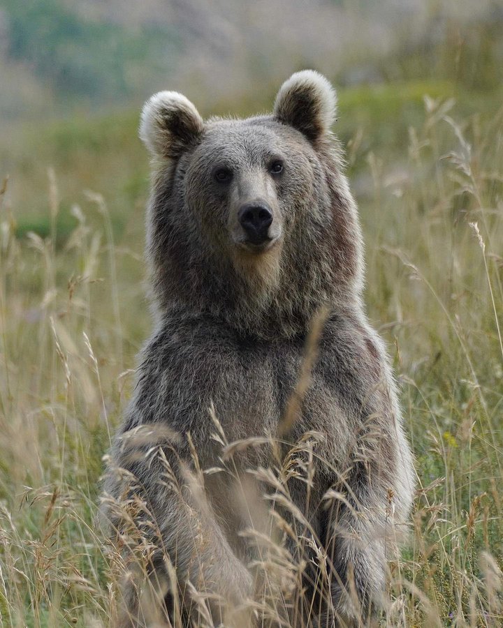 خرس زیبایی که در ارتفاعات مازندران دیده شد+عکس