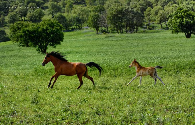 طبیعت زیبای خرم آباد+عکس