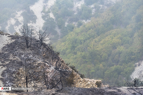 تصویر دردناک از آتش سوزی در جنگل های جهان نما+عکس