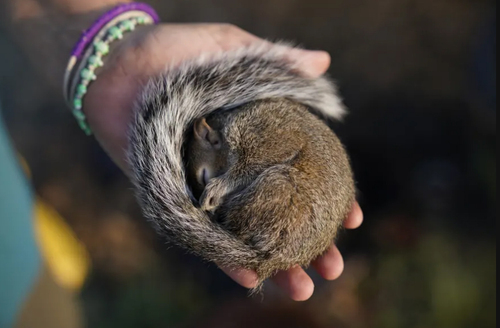 تصویر متاثرکننده از نجات سنجاب زخمی+عکس