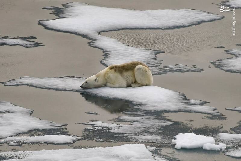 تصویر دردناک از خرس قطبی+عکس