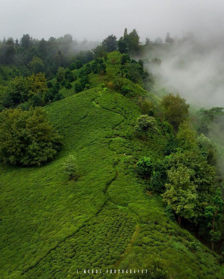 جنگل مه گرفته ای در املش گیلان+عکس