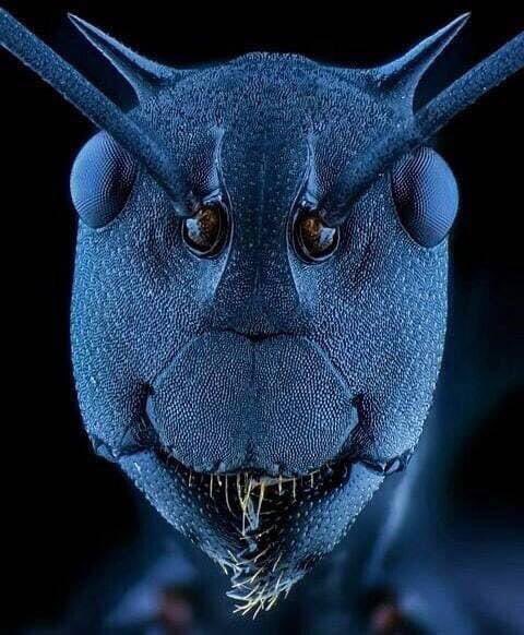 تصویر واقعی گرفته شده از مورچه با میکروسکوپ +عکس