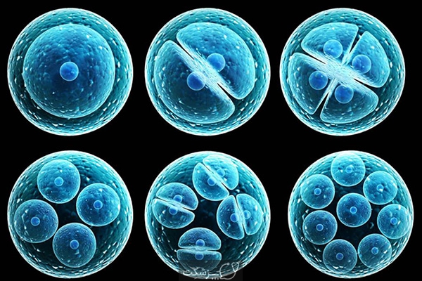 ساختارهایی مشابه جنین انسان از سلول‌های بنیادی