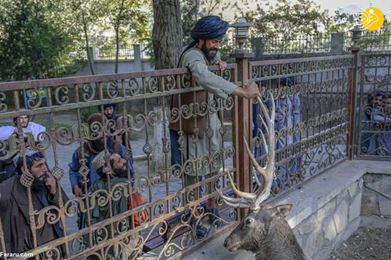 بلایی که طالبان سر گوزن باغ وحش آوردند+عکس