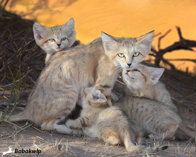 گربه خاص ایرانی که در بیابان زندگی می‌کند+عکس