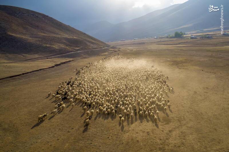 تصویری از گله گوسفندان که تا به حال ندیده اید+عکس