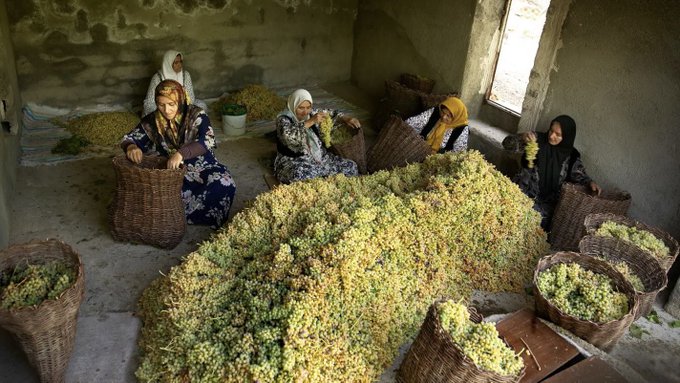 زنان ملایری در حال چیدن انگور تازه+عکس