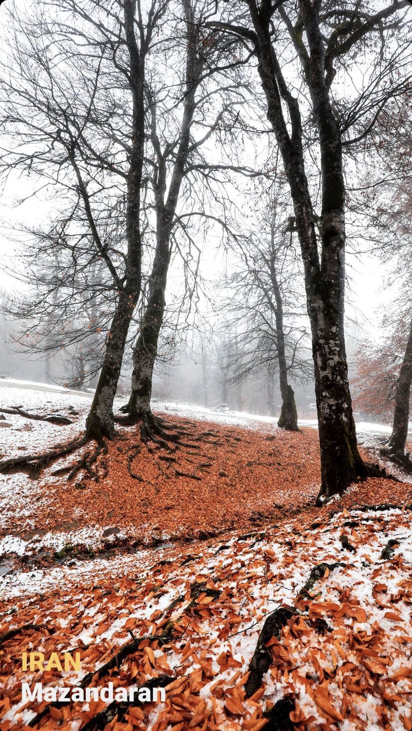 بارش برف در مازندران زیبا+عکس
