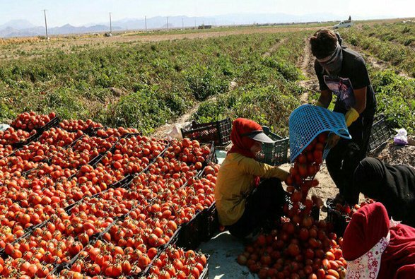 کودکان کار بوشهری مشغول برداشت گوجه‌فرنگی +عکس