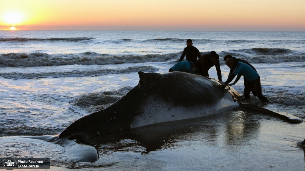 نجات نهنگ گرفتار در ساحل+عکس