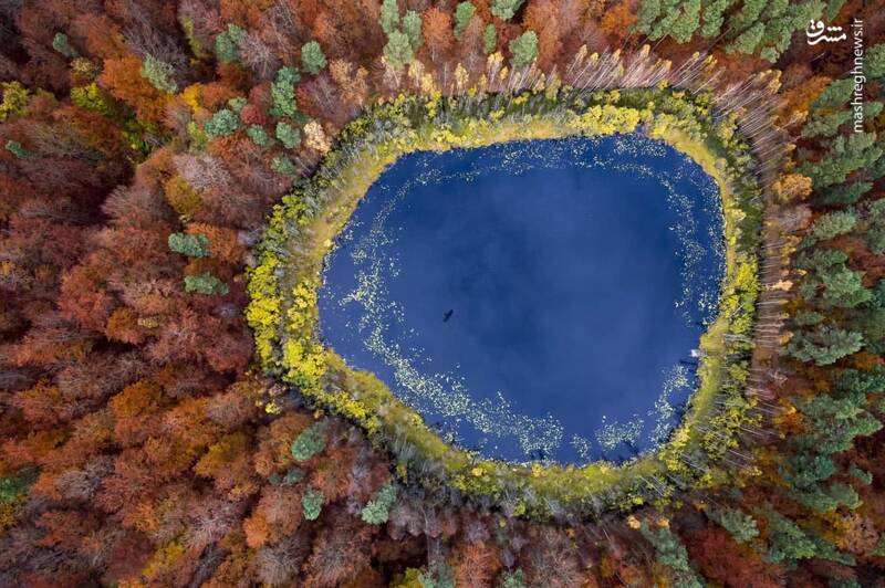 پاییز زیبا در جنگل های دیدنی لهستان+عکس