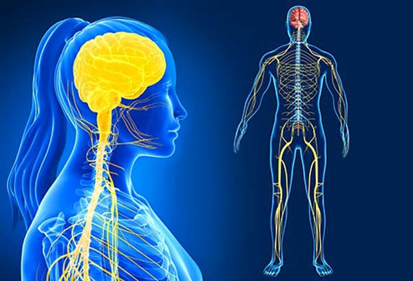 اعصاب محیطی  (اعصاب خارج از مغز و نخاع) دارای ظرفیت بازسازی هستند