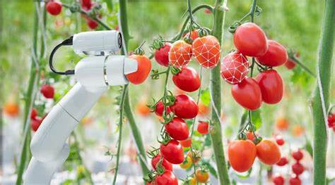رباطی  هوشمند برای چیدن گوجه فرنگی