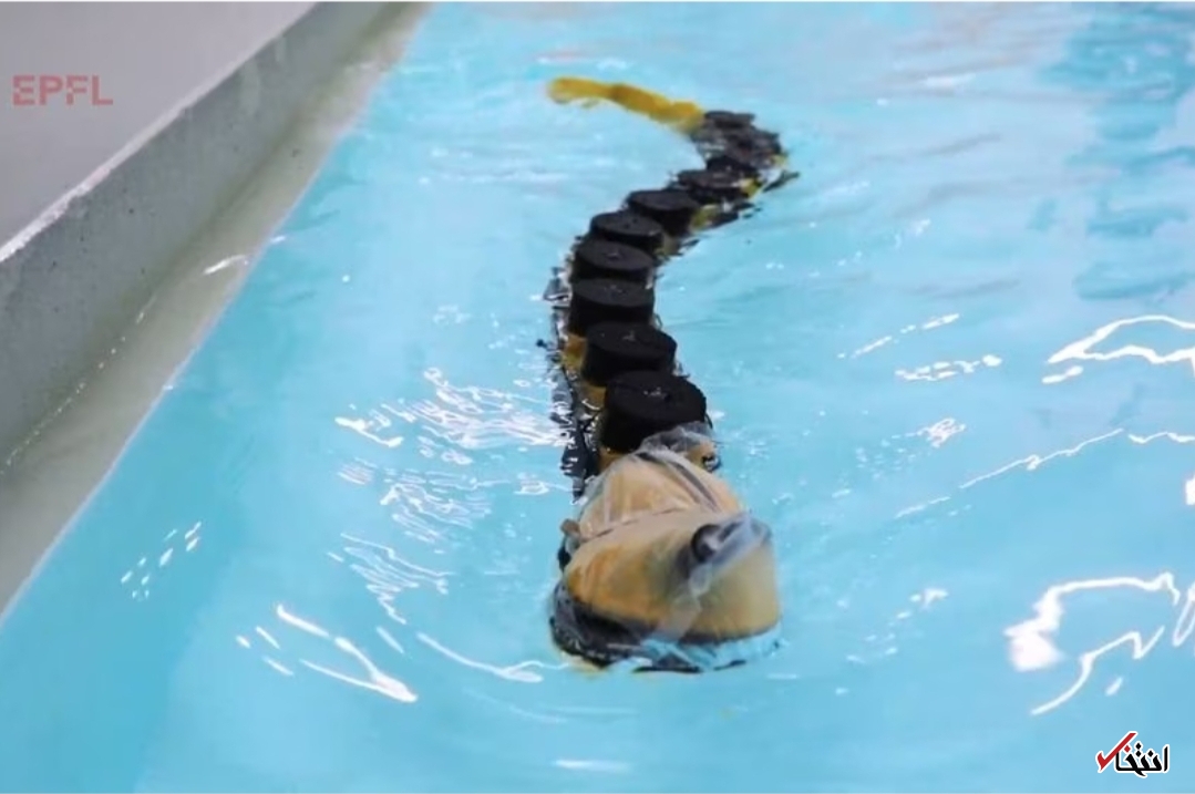  ربات شناگر با الهام از ماهیان انگلی ۴۰۰ میلیون ساله