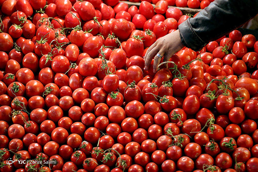 علت ۴ برابر شدن قیمت گوجه در بازار