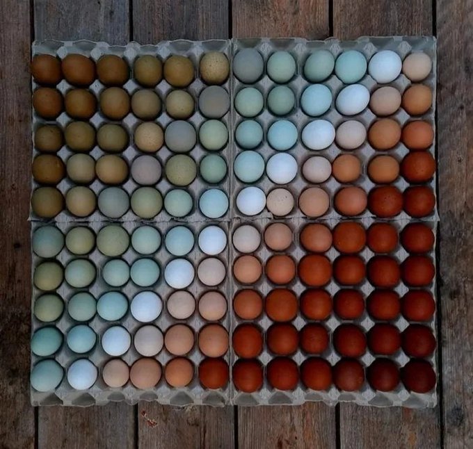 تخم مرغ هایی با رنگ طبیعی باورنکردنی+عکس