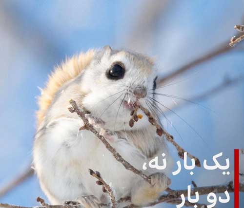 تصویر دیدنی از  سنجاب پرنده کوتوله ژاپنی+عکس