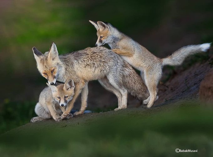 خانواده زیبای روباه ها در سبزوار دیده شدند+عکس