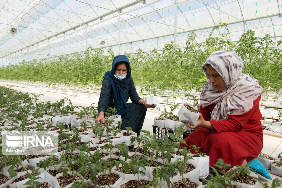 کارگران این گلخانه زنان ترکمن هستند کارگران این گلخانه زنان ترکمن هستند