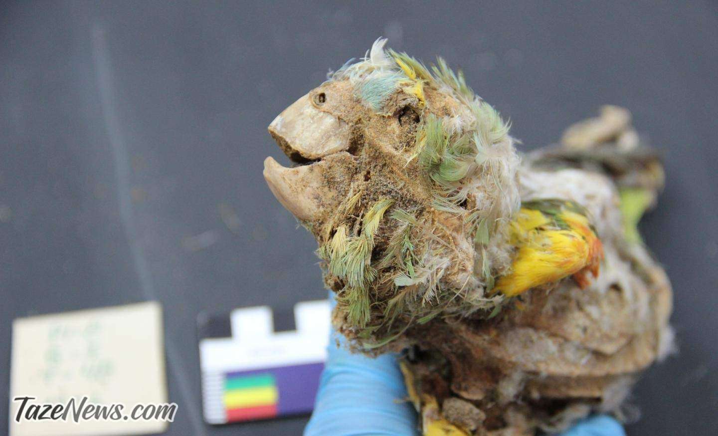 کشف جسد طوطی مومیایی شده+عکس