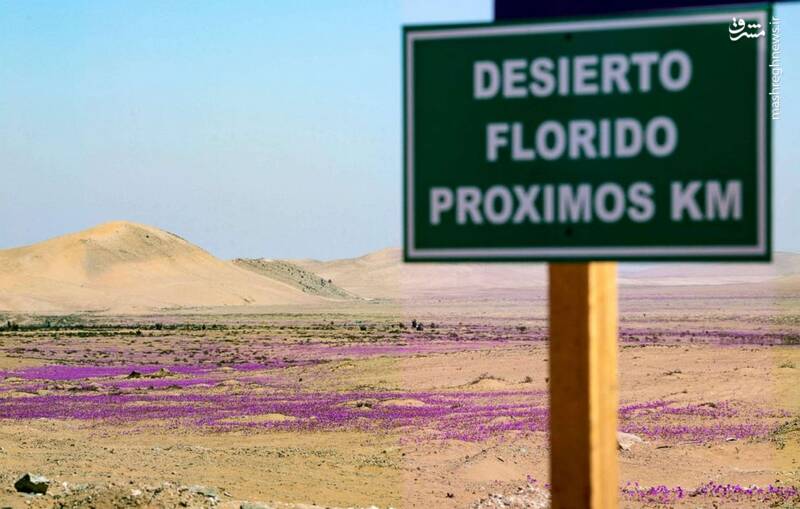 خشک ترین بیابان دنیا غرق گل شد+عکس
