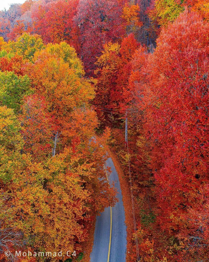 پاییز را در جاده این جنگل لمس کنید+عکس