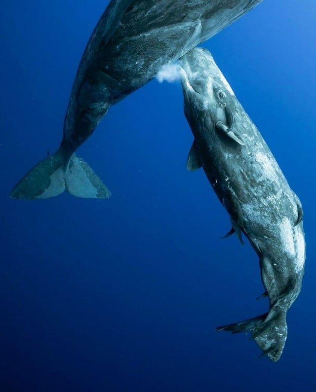 شیر دادن نهنگ به بچه اش در عمق اقیانوس+عکس