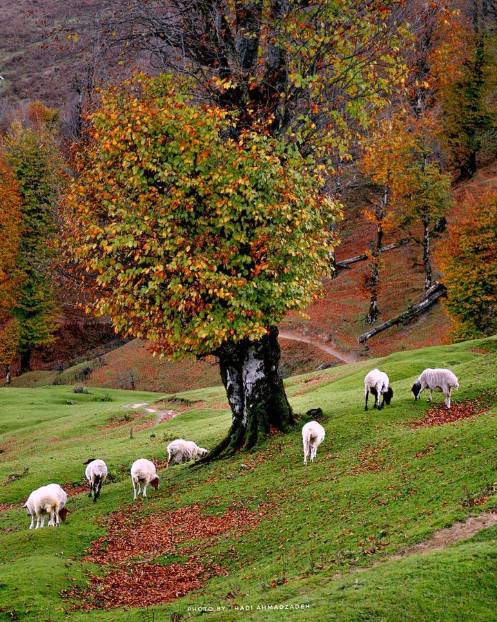 طبیعت زیبای ماسال در پاییز+عکس