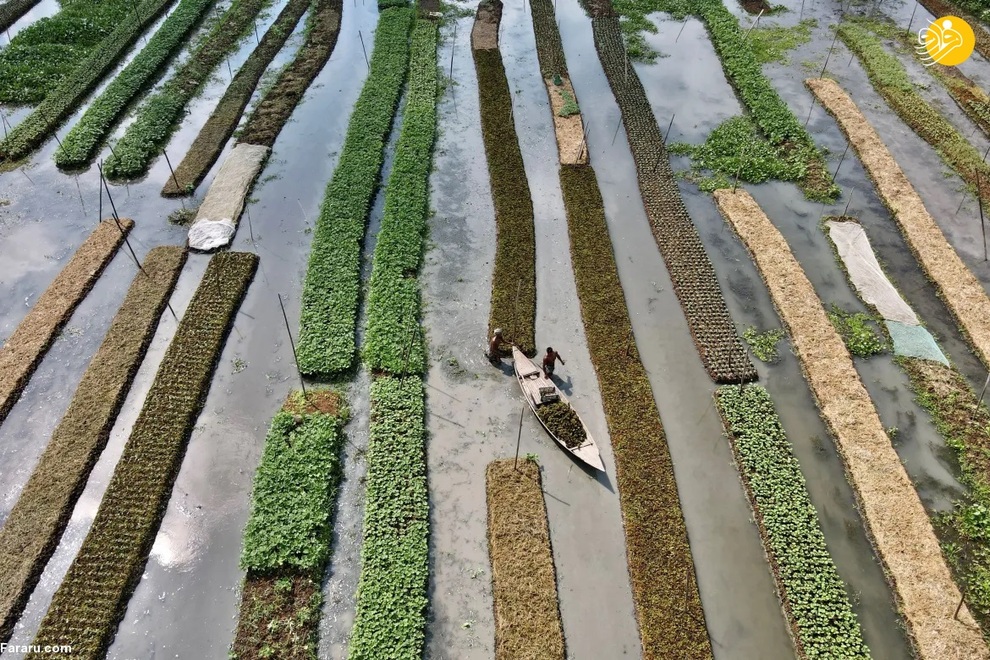 مزارع کشاورزی شناور در آب+عکس