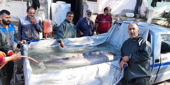 صید ماهی عظیم الجثه در مازندران+عکس