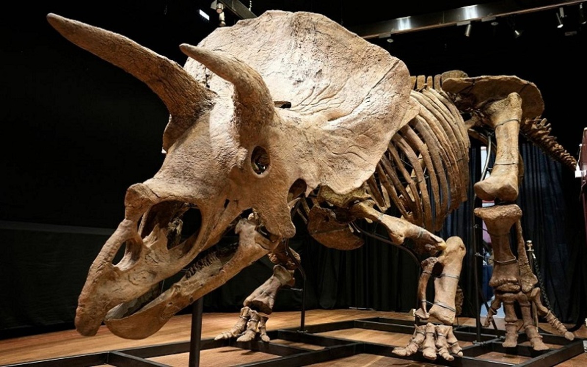 اسلکت بزرگترین تریسراتوپس یا دایناسو‌رِ سه شاخ چهره که تاکنون کشف شده 