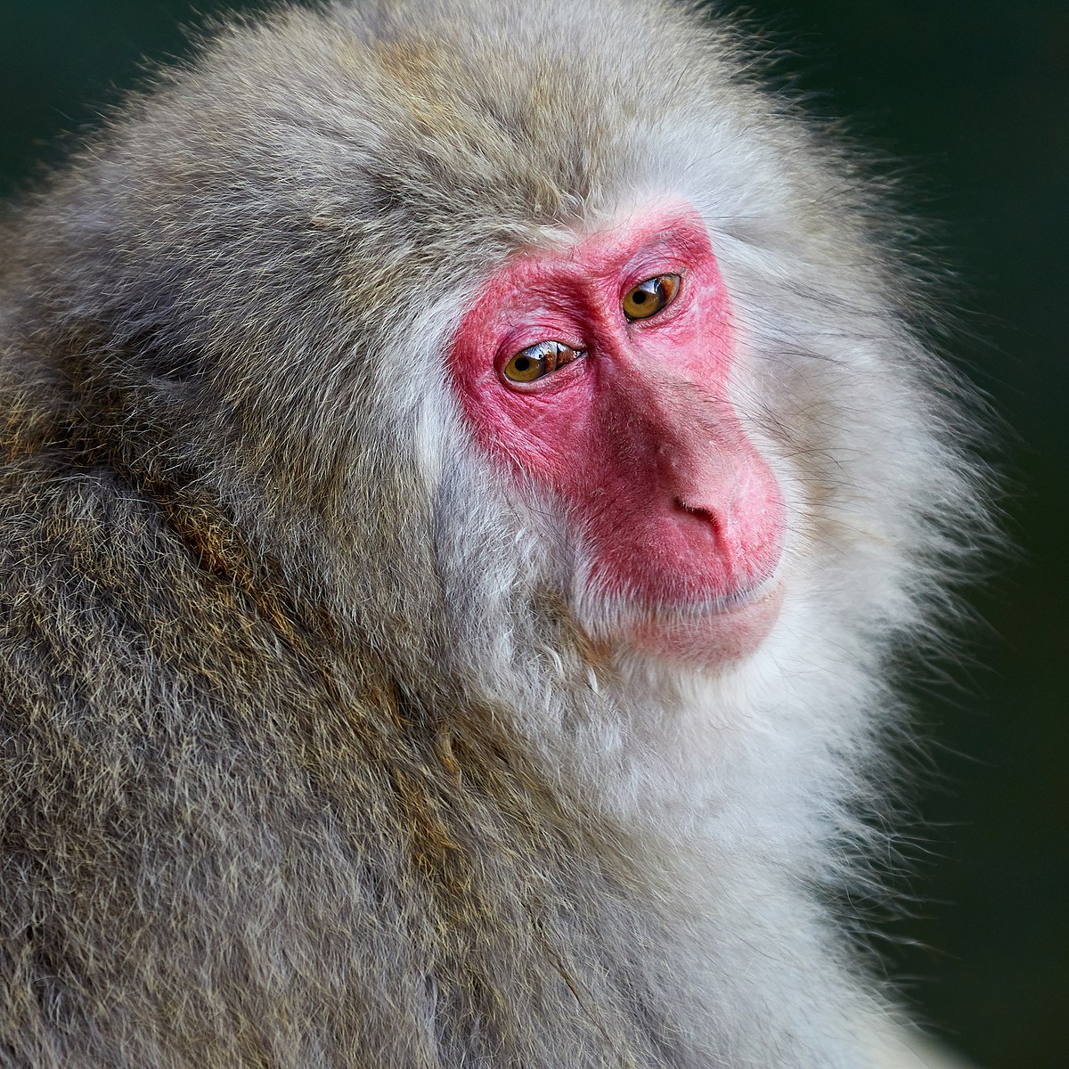پادتن‌های مونوکلونال از میمون‌ها در برابر کووید-۱۹ محافظت می‌کنند 