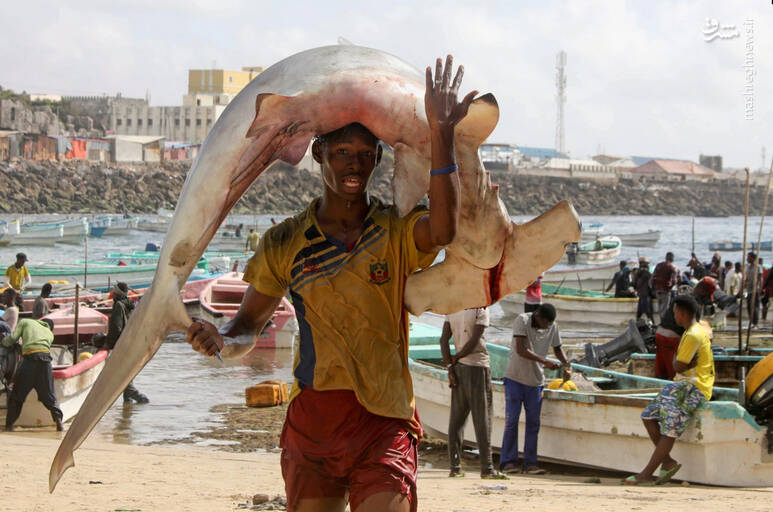 صید ماهی غول‌پیکری که از ماهیگیرش بزرگتر است+عکس