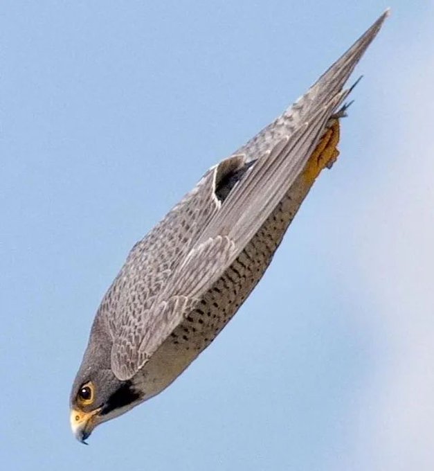 لحظه حرکت سریع‌ترین پرنده دنیا ثبت شد+عکس