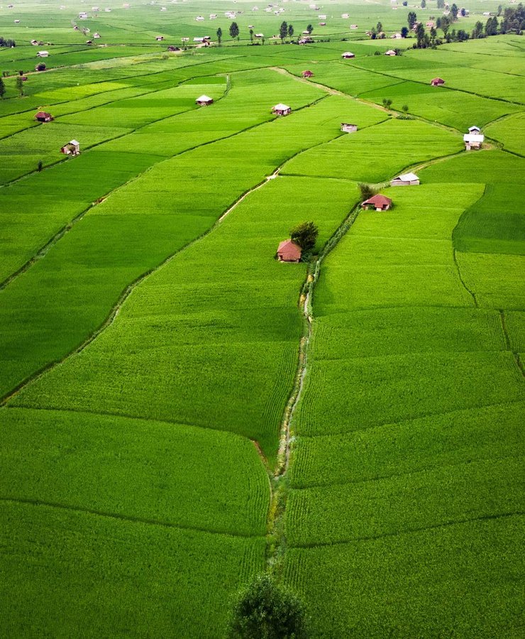اینجا چین نیست، مزارع برنج مازندران است+عکس