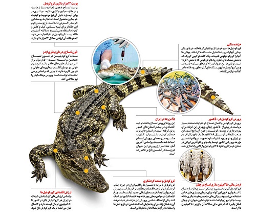 تجارت پرسود پرورش کروکودیل در ایران+عکس