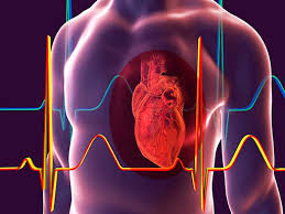 سلول‌های سفید خون به نام ماکروفاژ، توانایی محافظت از قلب پس از آسیب را دارند 