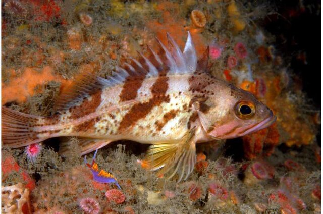در ژاپن کهنسال‌ترین نوع  ماهی‌ها که  Rougheye  نام دارد  عمری بیش از ۲۰۰ سال دارند.