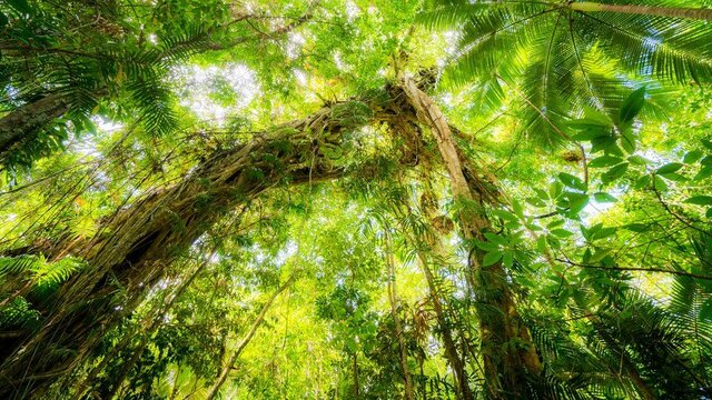 دانشمندان ناسا فکر می‌کنند که درختان آوازخوان  می‌توانند ما را به جهانی دیگر نزدیک کنند  