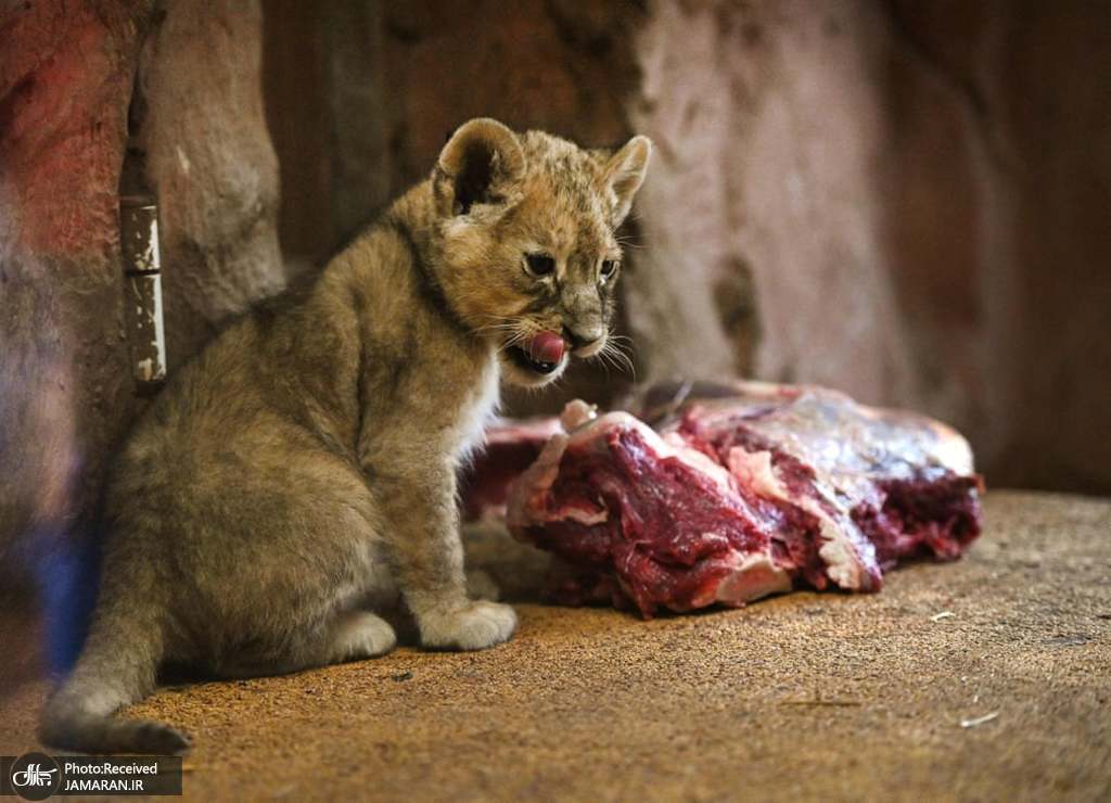 غذای خوشمزه یک توله شیر در باغ وحش+عکس