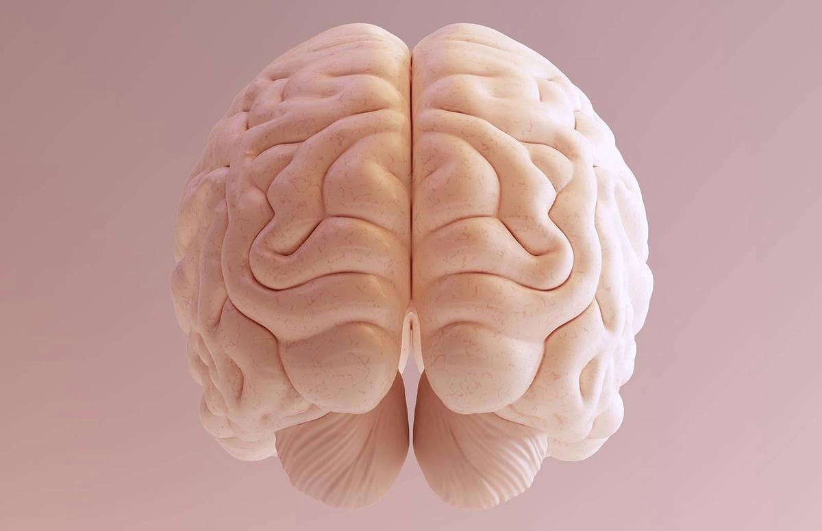 محققان برای نخستین بار  تکه‌ای از مغز انسان را به مدت ۱۲ ساعت در یک پتری دیش زنده نگه دارند. 