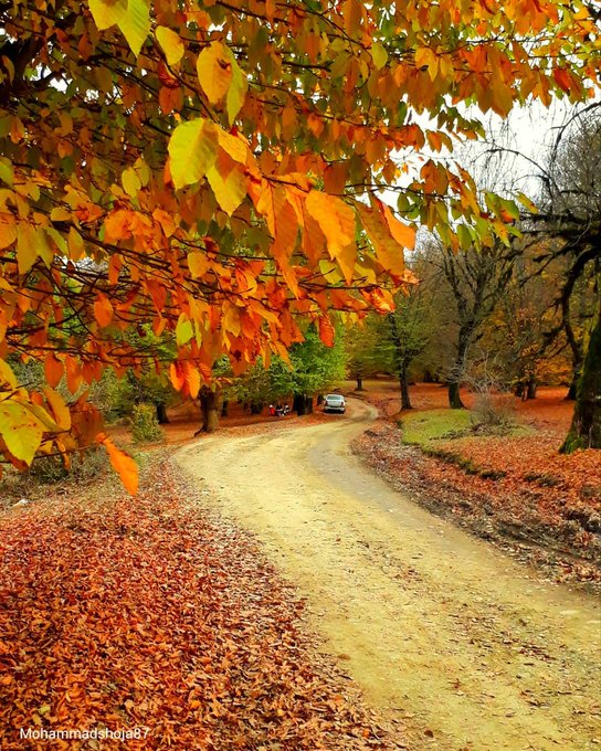 جنگل مازیچال در پاییز رنگی دیگر به خود گرفت+عکس