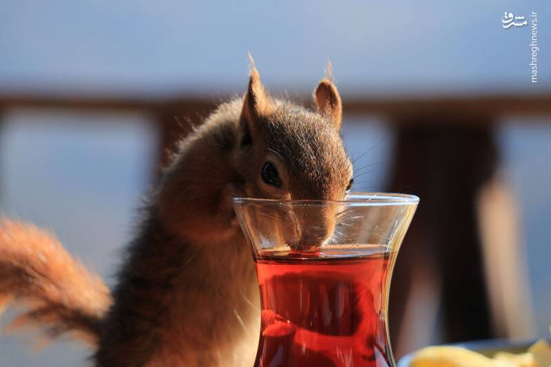 سنجابی که عاشق چایی لیوانی است+عکس