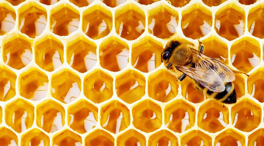 ارتباط باکتری روده و حافظه زنبور 