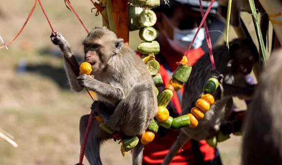 قدردانی از میمون‌ها به شیوه‌ای خاص+عکس